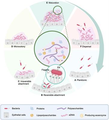 Multiple biological characteristics and functions of intestinal biofilm extracellular polymers: friend or foe?